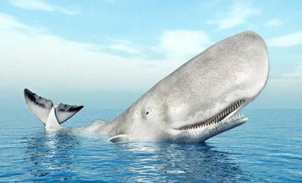 抹香鲸有多大有多重