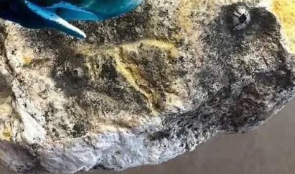 抹香鲸有多大有多重