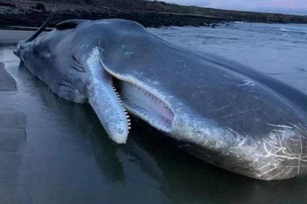 抹香鲸有多大有多重