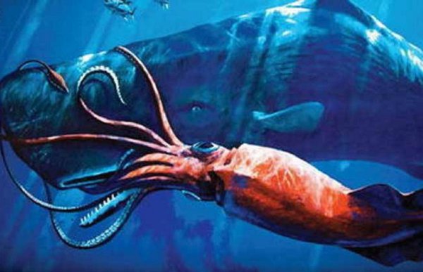 抹香鲸有多大有多重