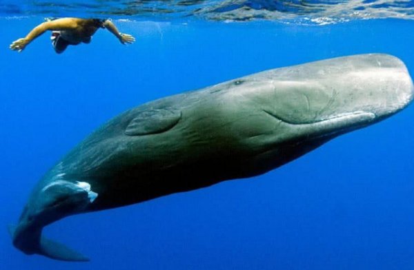 抹香鲸有多大有多重