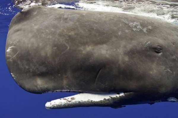 抹香鲸有多大有多重