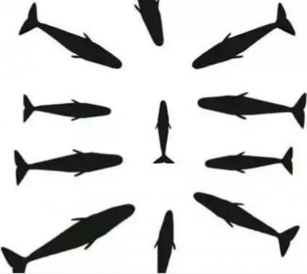 抹香鲸有多大有多重