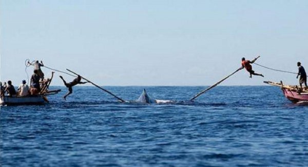 抹香鲸有多大有多重