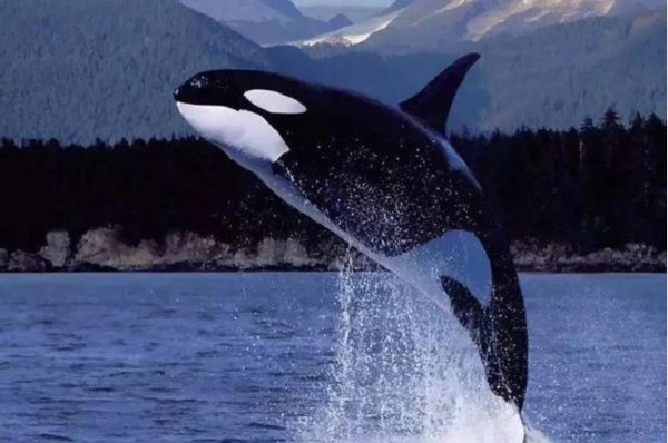 抹香鲸有多大有多重