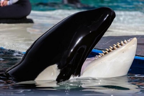 抹香鲸有多大有多重