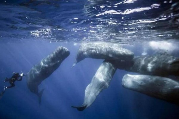 抹香鲸有多大有多重