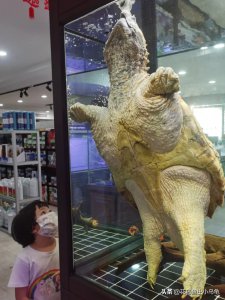 鳄龟需要晒太阳吗 养殖大鳄龟时需要注意哪些问题