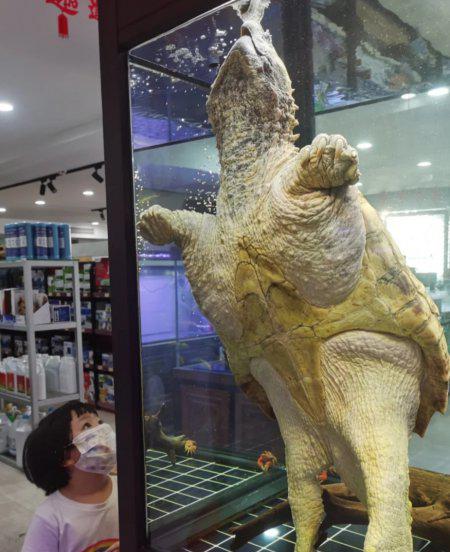 鳄龟需要晒太阳吗