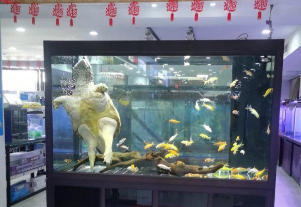 鳄龟需要晒太阳吗