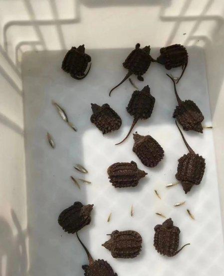 鳄龟需要晒太阳吗