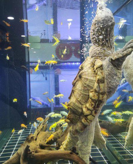 鳄龟需要晒太阳吗