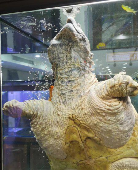 鳄龟需要晒太阳吗