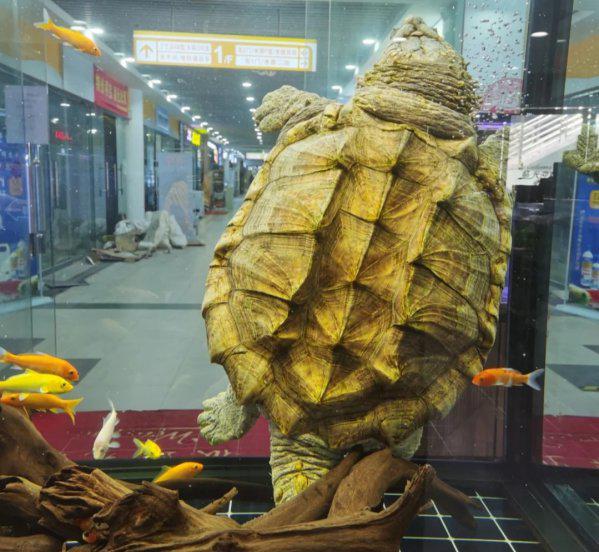 鳄龟需要晒太阳吗