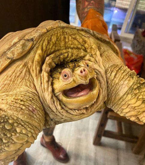 鳄龟需要晒太阳吗