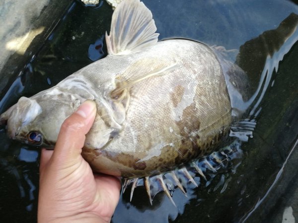 季花鱼和桂鱼的区别