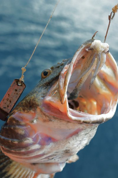 季花鱼和桂鱼的区别