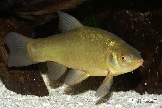 丁桂鱼吃什么食物