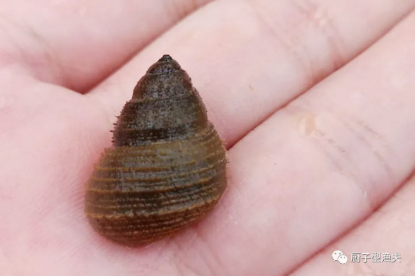 丁桂鱼吃什么食物