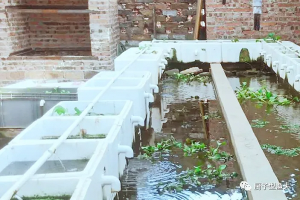 丁桂鱼吃什么食物