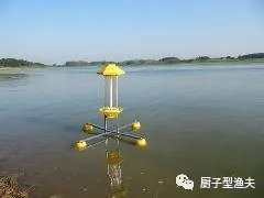 丁桂鱼吃什么食物