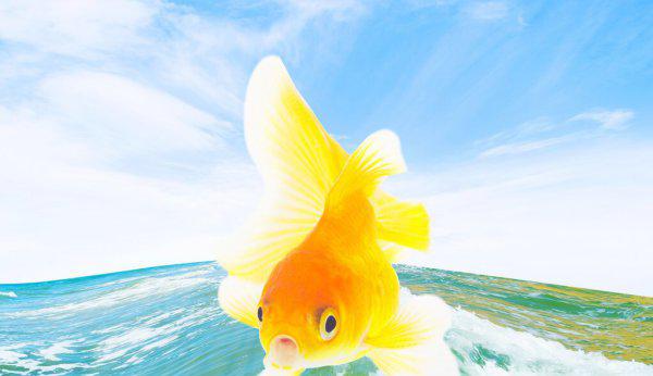 养金鱼需要氧气泵吗