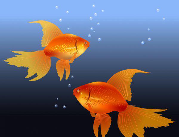 养金鱼需要氧气泵吗