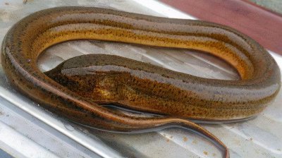 找鳝鱼洞技巧口诀 田里钓鳝鱼怎么寻找鳝鱼洞才是正确的