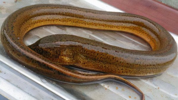 找鳝鱼洞技巧口诀