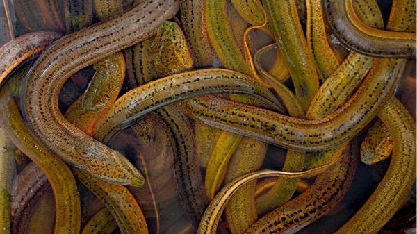 找鳝鱼洞技巧口诀