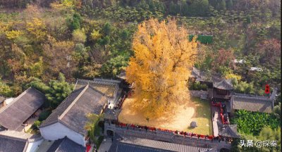 李世民种的银杏树在哪里 相传李世民种的银杏树在哪