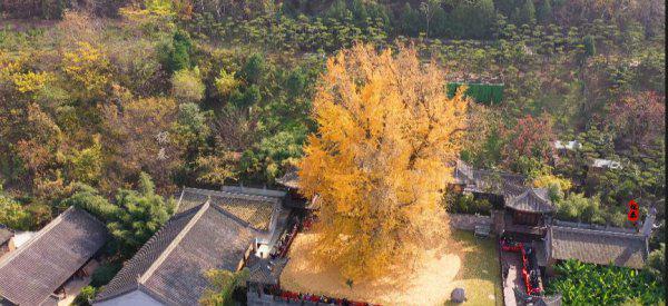 李世民种的银杏树在哪里