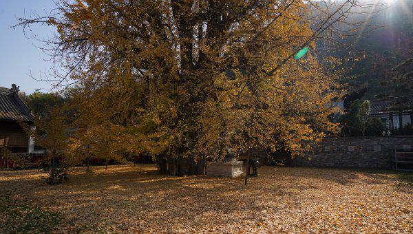 李世民种的银杏树在哪里