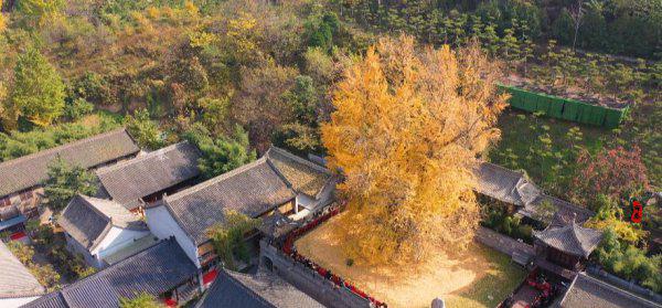 李世民种的银杏树在哪里