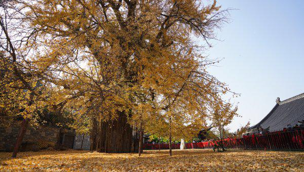 李世民种的银杏树在哪里