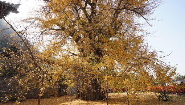 李世民种的银杏树在哪里