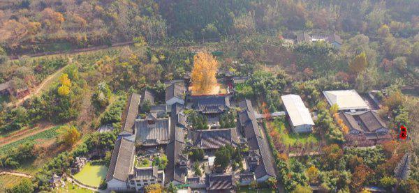 李世民种的银杏树在哪里