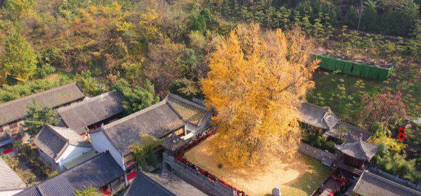 李世民种的银杏树在哪里