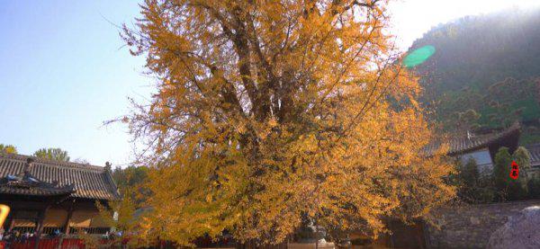 李世民种的银杏树在哪里