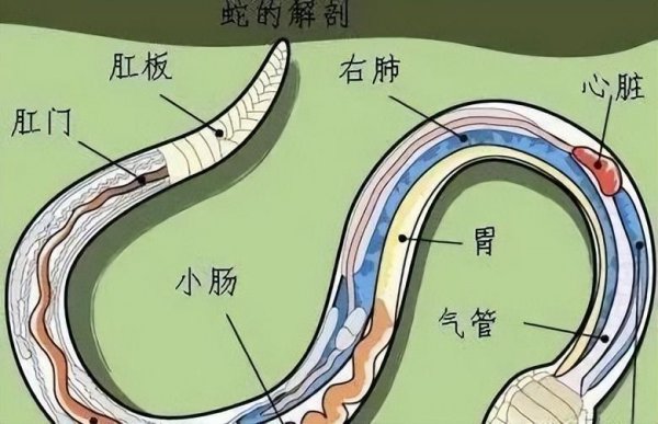 古语中的七寸是哪个部位