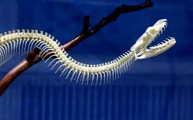 古语中的七寸是哪个部位