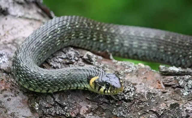 古语中的七寸是哪个部位