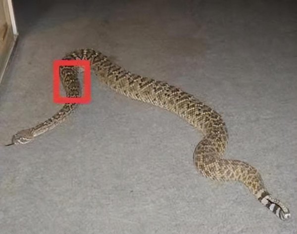 古语中的七寸是哪个部位