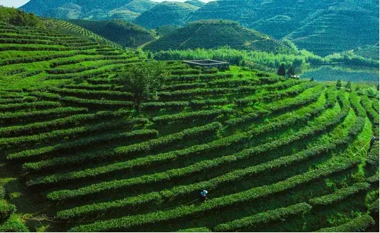 九江特产有哪些土特产