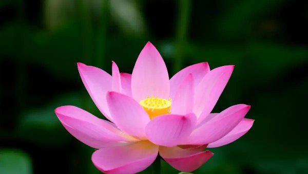 妯娌是什么意思