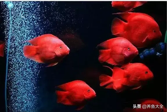 鹦鹉鱼和什么鱼混养好