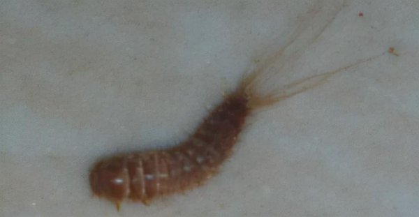 家里有会飞的硬壳虫怎么消灭