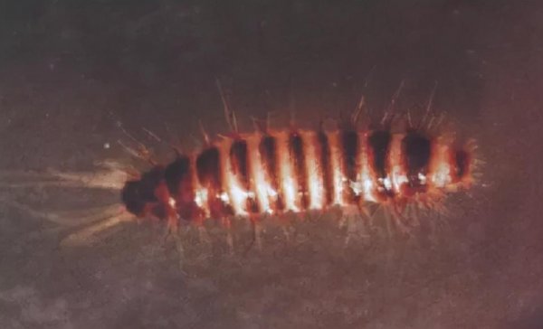 家里有会飞的硬壳虫怎么消灭