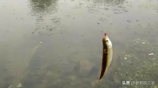 下雨天钓鱼有什么技巧