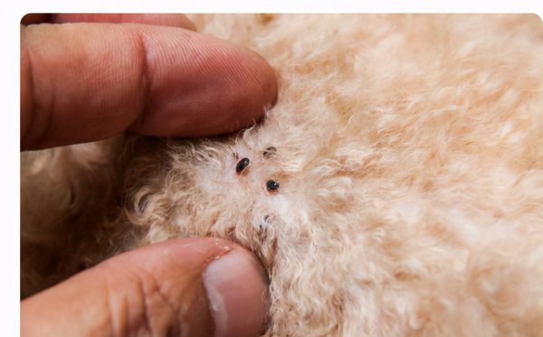 跳蚤最怕什么味道擦在身上